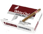 White Owl Invincible